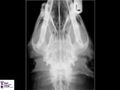 Canine skull radiograph.jpg