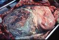 Rupture uterus with fibrinous peritonitis in a cow.jpeg