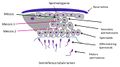 Spermatogenesis diagram.jpg