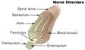 Nerve structure.jpg