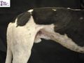 Canine abdomen 2.jpg