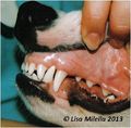 Dog teeth occlusion 2.jpg