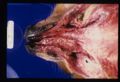 Thrombosis dog nose 2.jpg