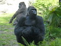 Smits244 Gorilla Pic.jpg