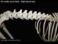 Canine lumbar spine 2.JPG