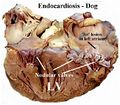 Endocardiosis.jpg