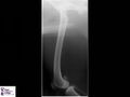 Canine lateral femur radiograph.jpg