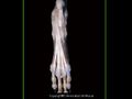 Canine distal pelvic limb.jpg