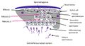 Spermatogenesis diagram v2.jpg