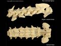 Canine cervical spine.jpg