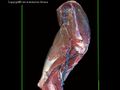 Canine thoracic limb dissection 3.jpg
