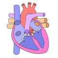 Cardiovascular logo.png