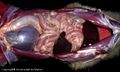 Canine abdomen dissection 2.jpg