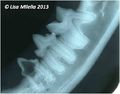 Cat mandibular radiograph 1.jpg