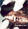 Dog teeth occlusion 1.jpg
