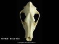 Canine dorsal skull 2.JPG