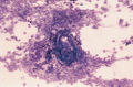 Cytology 05b.jpg