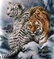 Tiger Love.jpg