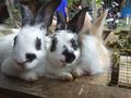 3 cute rabbits.jpg