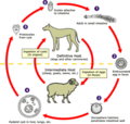 Echinococcus lifecycle.png