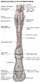 Arteries and Veins of the Left Distal Forelimb.png