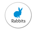 Rabbits II.png