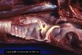 Canine larynx dissection.jpg