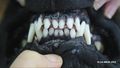 Dog incisor occlusion.jpg