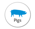 Pigs II.png