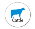 Cattle II.png