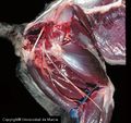 Canine pelvic limb - deep dissection.jpg