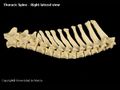 Canine thoracic spine.JPG