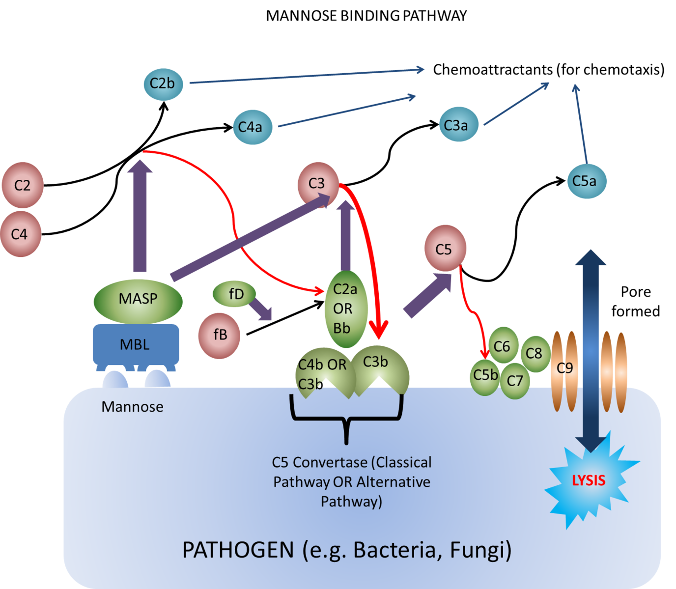 File:Complement Mannose Binding Lectin Pathway.png - WikiVet Commons