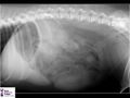 Canine lateral abdomen radiograph.jpg