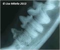 Cat mandibular radiograph 2.jpg