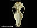 Canine ventral skull.jpg