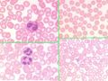 Blood Histology Dragster 1.jpg