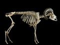Sheep skeleton.jpg