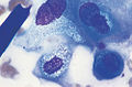 Cytology 14b.jpg